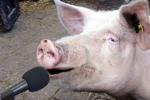 Image result for pig with microphone